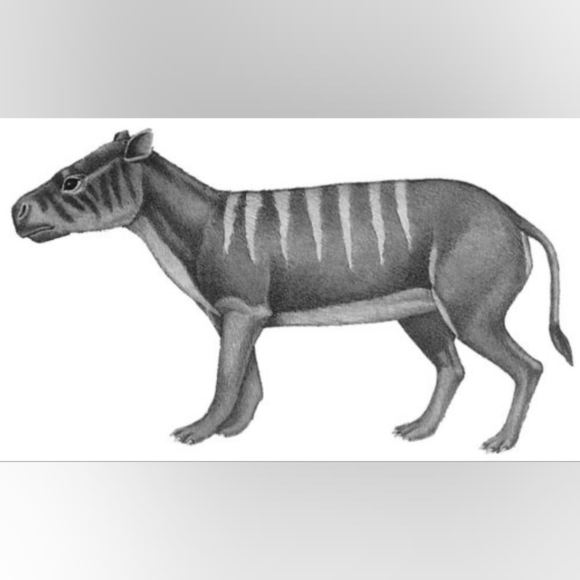 Natural Oreodont Vertebra Fossil In Stone Matrix - Picture 11 of 11